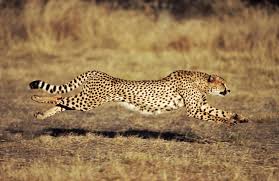 How Fast Can a Cheetah Run?