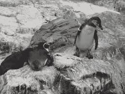 pin on gif animals animated