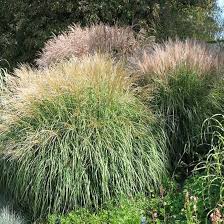Image result for Miscanthus sinensis