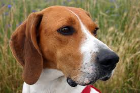 Image result for Harrier dog