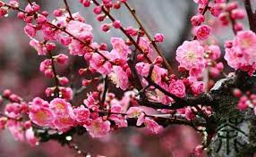 Simak lebih dari 130 nama bunga dalam bahasa inggris dan artinya di sini! Ini Dia 5 Bunga Khas Imlek Dan Maknanya Mana Favoritmu