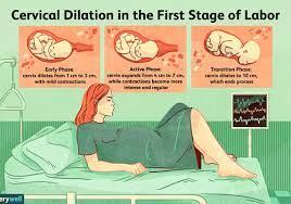 Dilation Of The Cervix In Late Pregnancy
