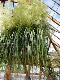 Image result for Dracaenaceae