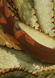 Image result for Aloe bicomitum