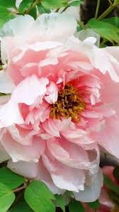 Check spelling or type a new query. Pin On Peony Paradise