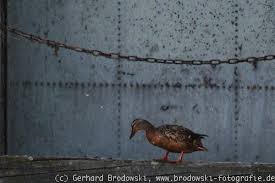 Auch bei der künstlichen brut sollte hiervon gebrauch gemacht werden. Brutverhalten Der Stockente Entenkuken Springen Ins Wasser