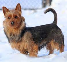 We specialize in importing commercial kitchen equipment from the leading manufacturers for supply all over australia & new zealand. 100 Australian Terrier S With Natural Tails Bred And Or Shown In The Usa Ideas Australian Terrier Breeds Dogs