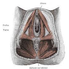 Avoid Tearing During Labour Perineal Massage Instructions Birth Partner