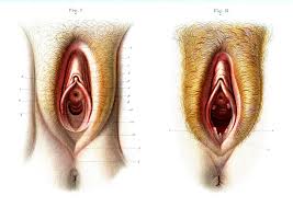 Virgin and non-virgin vulva anatomy – acheter une photo – 11728620 ❘  Science Photo Library