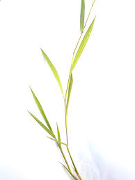 Image result for Leersia