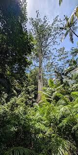 Image result for Eucalyptus grandis