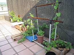 種佛手瓜 龍鬚菜 gp蜜工坊 小雞排 yahoo 奇摩部落格 plants