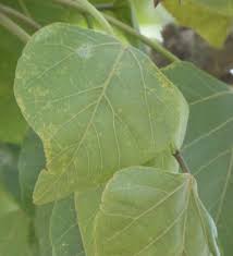Image result for Erythrina afra