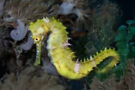 Unlike most other fish, they are monogamous and mate for life. For Seahorses Males Get Pregnant And Give Birth