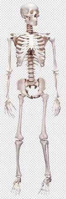 Human Skeleton Human Body Bone Anatomy Skeleton Transparent Background Png Clipart Human Skeleton Human Skeleton Anatomy Human Bones Anatomy