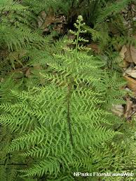 Image result for Pityrogramma aurantiaca