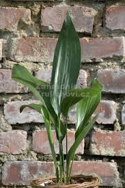 Image result for Kořenokvětka Aspidistra