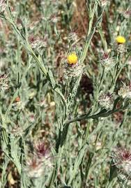 Weed with purple flowers and thorns. Https Digitalcommons Usu Edu Cgi Viewcontent Cgi Article 2351 Context Extension Curall