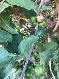 Image result for Vangueria randii