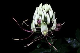 Image result for Cleome schimperi