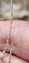 Image result for Microchloa