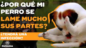 Razones Por Las Que A Tu Perro Le Sale Pus En Sus Partes Youtube