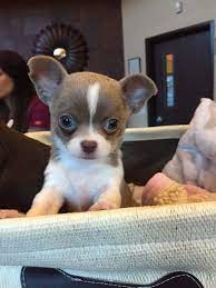 Just Like My Chico Dog Friends Cute Baby Animals Chihuahua Love