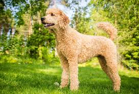 A wide variety of curly haired dogs options are available to you, such as battery, charge. Tall Curly Haired Dog Online