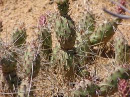 Prickly pear cactus, as with most prickly pears, is instantly recognizable as a cactus by its flat pads, although some have cylindrical segments. Potato Prickly Pear Colorado National Monument U S National Park Service