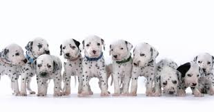 Lustige hunde niedliche hunde hund und katze große hunde katzen cane corso welpen molosser kleine tiere hunde bilder. 101 Dalmatiner Namen Der 15 Hundewelpen Und Eltern