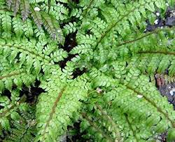 Image result for Polystichum