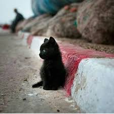 2 880 Begenme 19 Yorum Instagram Da Gothic Imaginations Gothicimaginations Via Tattooselection Cat Having Kittens Cat Quotes Funny Cute Animals