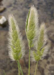 Image result for Polypogon