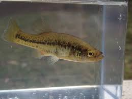 Image result for Allophylus fulvotomentosus