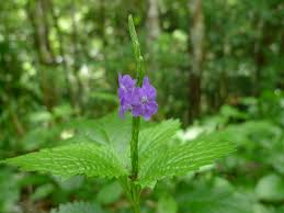 Image result for Stachytarpheta indica