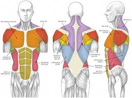 The skeletal muscles of the torso and limbs arise from the mesoderm of the somites, while those of the head arise from the mesoderm of the somitomeres which contribute to the branchial (pharyngeal) arches. Muscles Of The Neck And Torso Classic Human Anatomy In Motion The Artist S Guide To The Dynamics Of Figure Drawing
