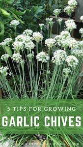 It loves the spring so let's get planting. How To Grow Garlic Chives 5 Tips For Growing Garlic Chives Growing In The Garden
