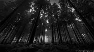 Forest Black And White Wallpaper Background Dark Wood Wallpaper Forest Wallpaper Dark Wallpaper