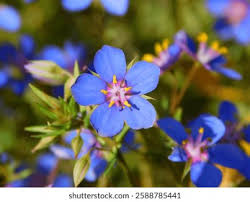 Image result for Lysimachia monelli