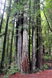 These impossibly tall trees are the tallest on the planet, and will often exceed 115 meters in height, and that's not including their roots! 7 Things That Fascinate Me About Redwood Trees Westminster Woods
