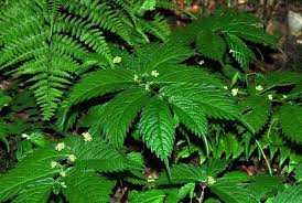 Image result for Elatostema monticola