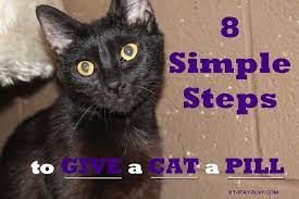 Many people have had success with pill pockets but our cats think they are gross. How To Give A Cat A Pill 8 Simple Steps That Are Easy