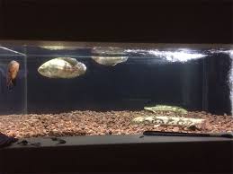 金欠パパの四畳半アクアリウム