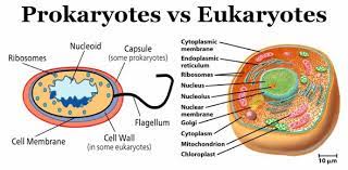 These terms come from the greek word karyon which means nucleus. Trivia Quiz What Do You Know About Prokaryotic And Eukaryotic Cells Proprofs Quiz
