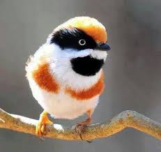 Black And White Bird With Long Orange Beak In Scotland White Orange Black Bird Beautiful Birds Nature Birds Wild Birds
