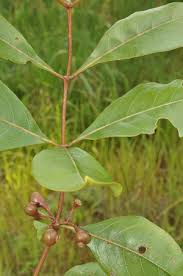 Image result for Fadogia fuchsioides