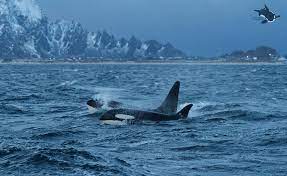 Timeline Photos Norwegian Orca Survey Ocean Creatures Orca Ocean Dwellers