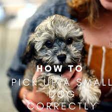 How To Pick Up And Hold A Small Dog Or Puppy Correctly Pethelpful