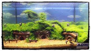 Aquaristik Meister De This Website Is For Sale Aquaristik Meister Resources And Information Aquascape Nano Tank Aquarium