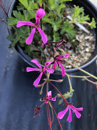 Image result for Pelargonium apetalum
